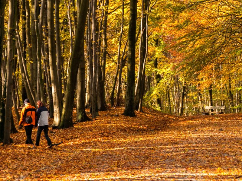 Rügen Wald Schild.jpg