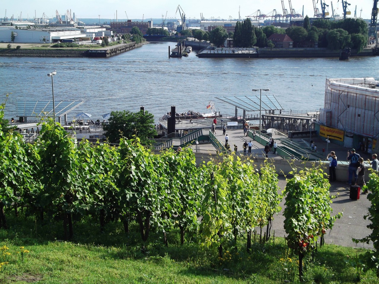 Neben Schleswig-Holstein wurde auch in Hamburg im Norden lange Zeit direkt am Hafen Wein angebaut.