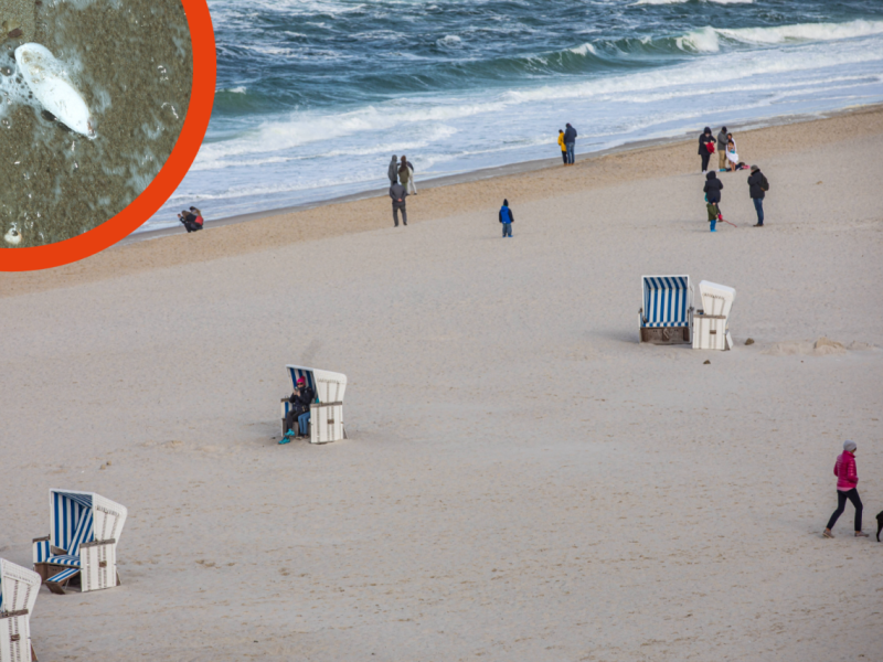 Strand Sylt Fund Rätsel Schulp.png