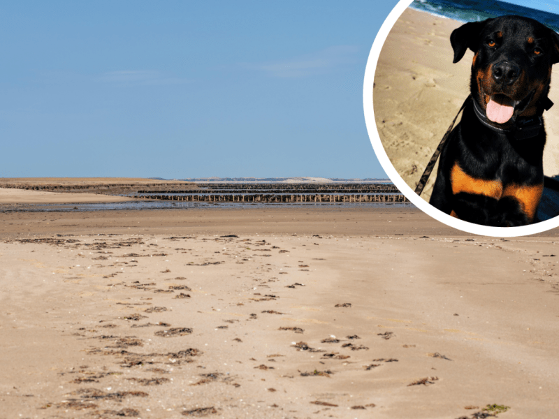 Strand Sylt Nordsee Buddy