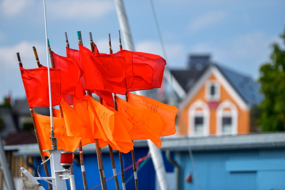 Strand Timmendorf Lübecker Bucht Schweinswal