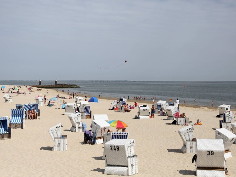 Sylt Hörnum Strand Seehund Heuler.jpg