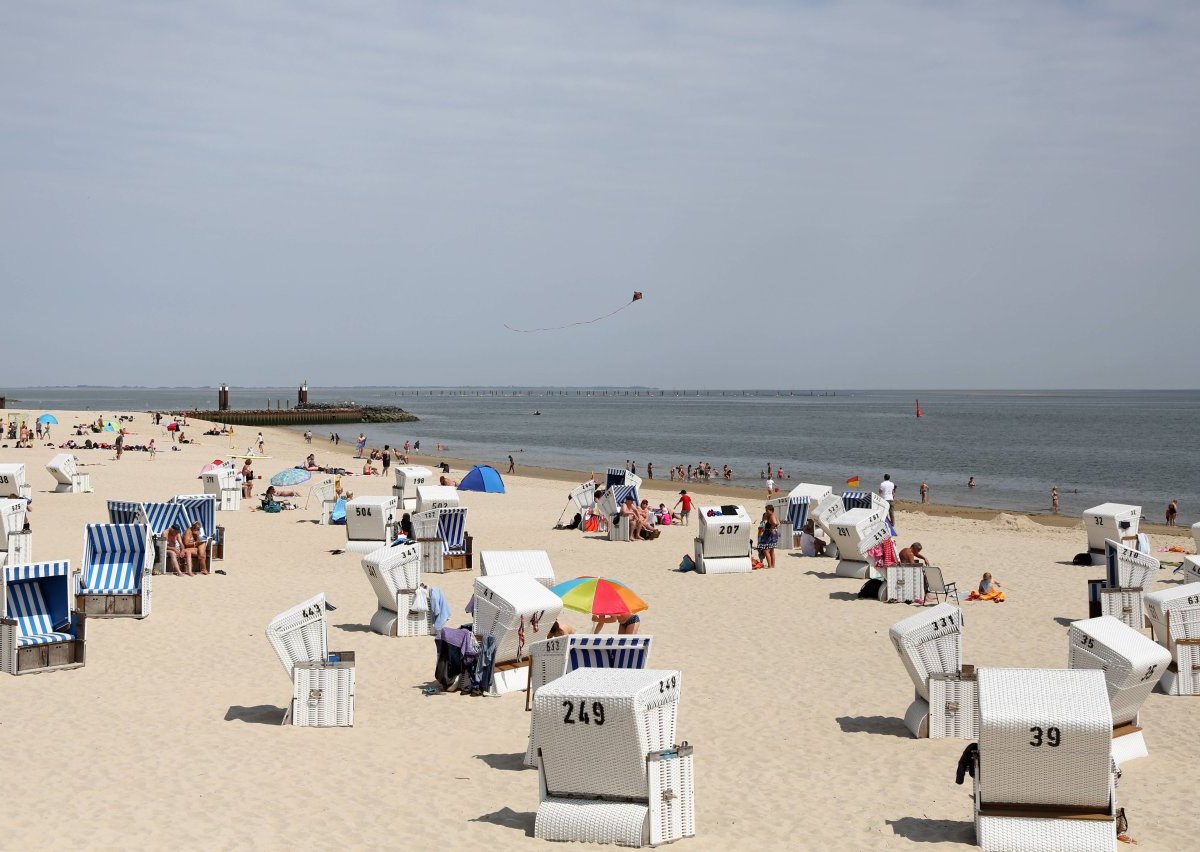 Sylt Hörnum Strand Seehund Heuler.jpg