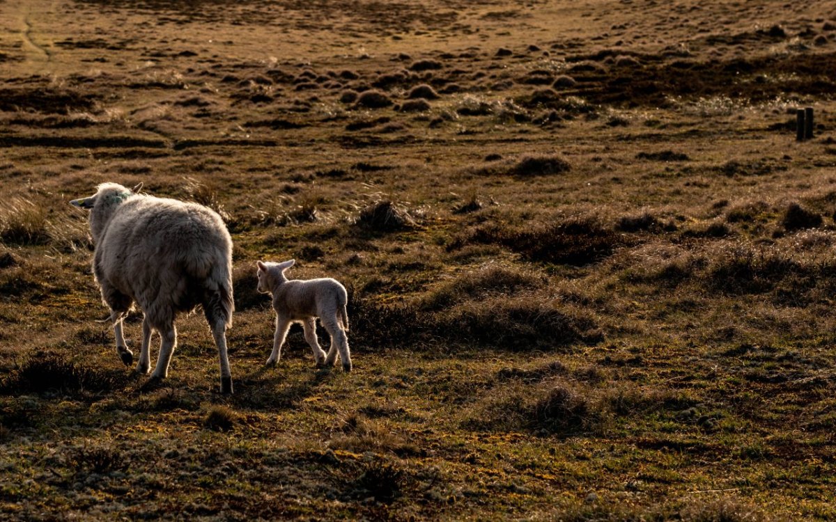 Sylt Schaf Lamm Deich