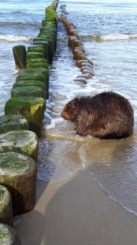 Der Biber am Strand von Usedom