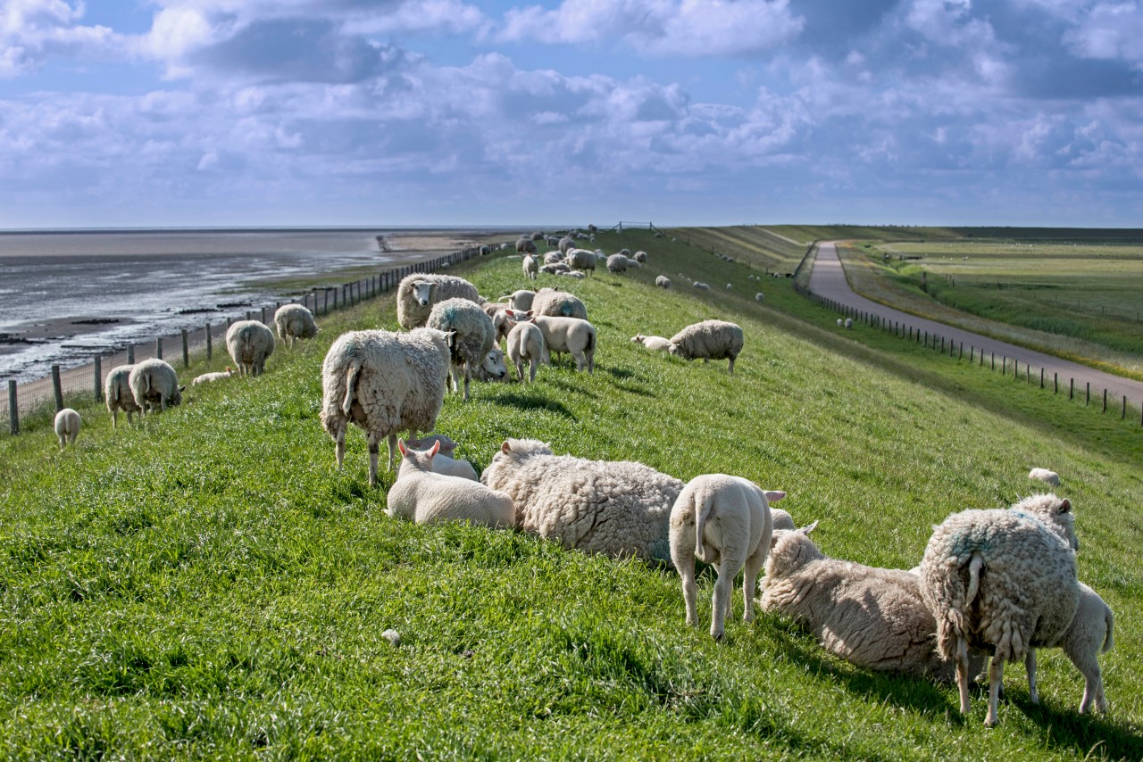 Deichschäfer in Schleswig-Holstein haben mit verschiedenen Herausforderungen zu kämpfen. 