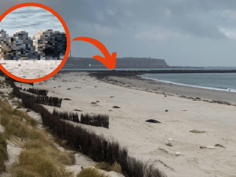 Helgoland Kegelrobben am Strand.png