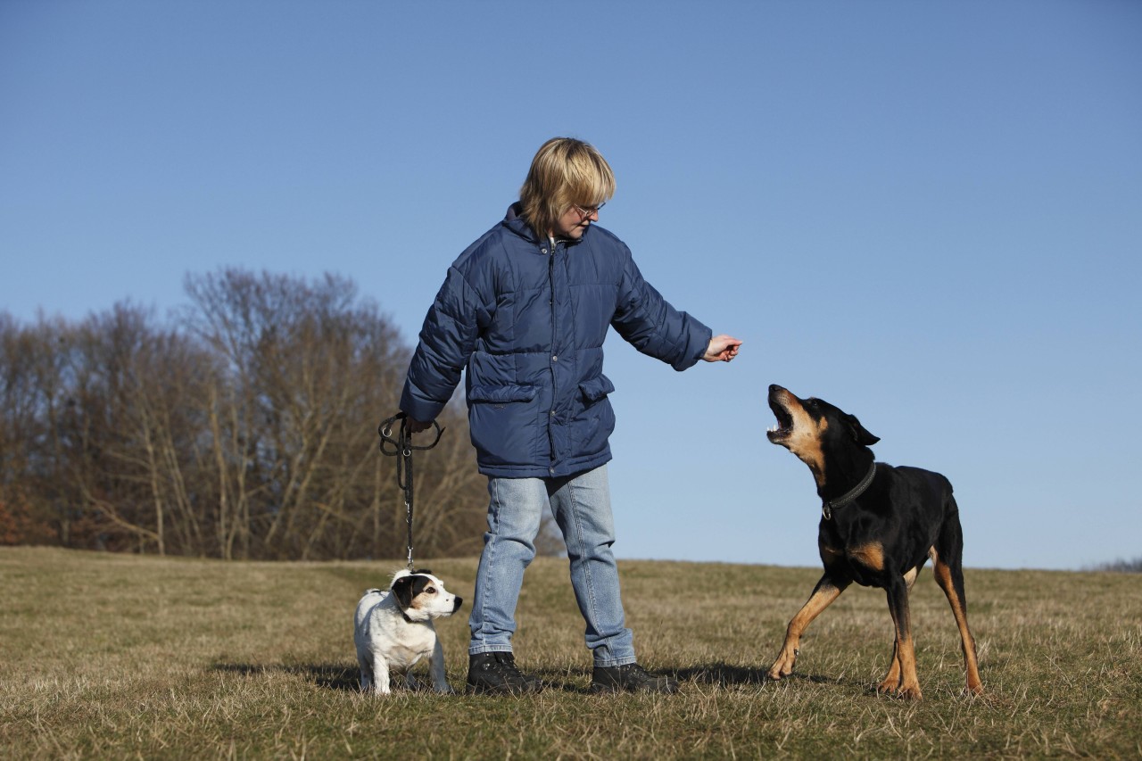 Eine Besitzerin ist selbst entsetzt darüber, was sie mit ihrer Dobermann angestellt hat (Symbolfoto).