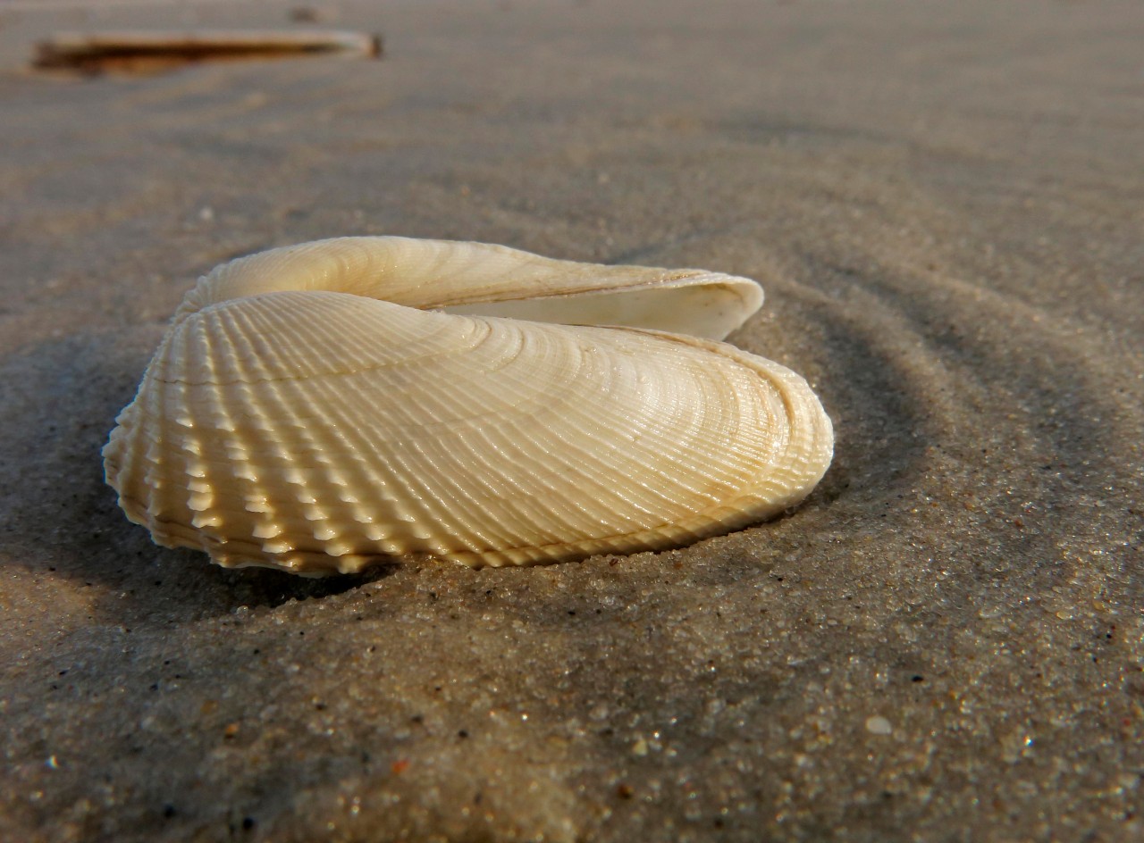 Muschenln und Sand – ein Stück Amrum für das Mädchen