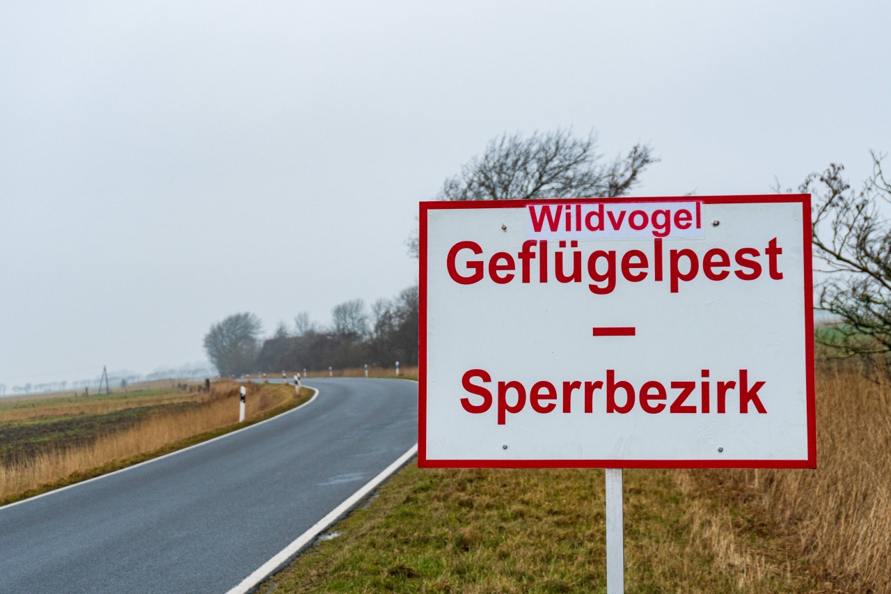 Dieses Problem lässt die Nordsee-Hallig Süderoog drastische Konsequenzen ziehen. 