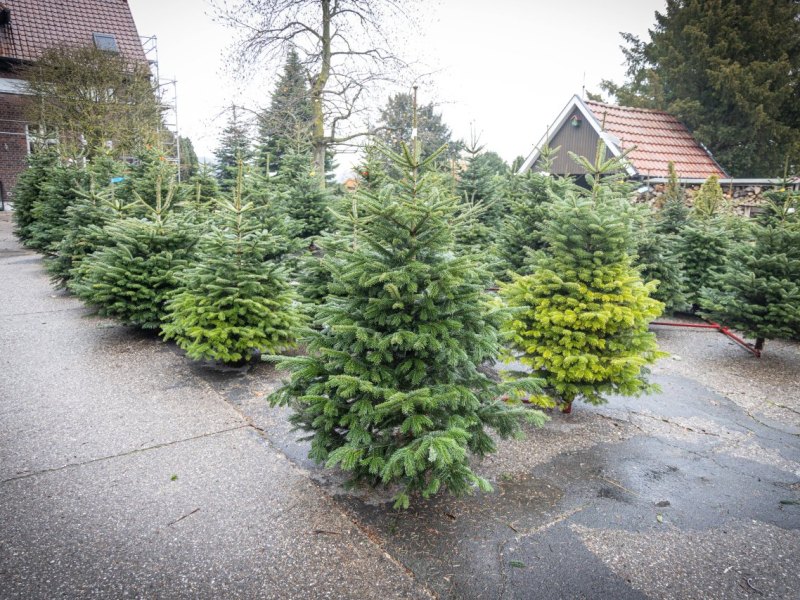 Tannenbaum1_IMAGO Rüdiger Wölk.jpg