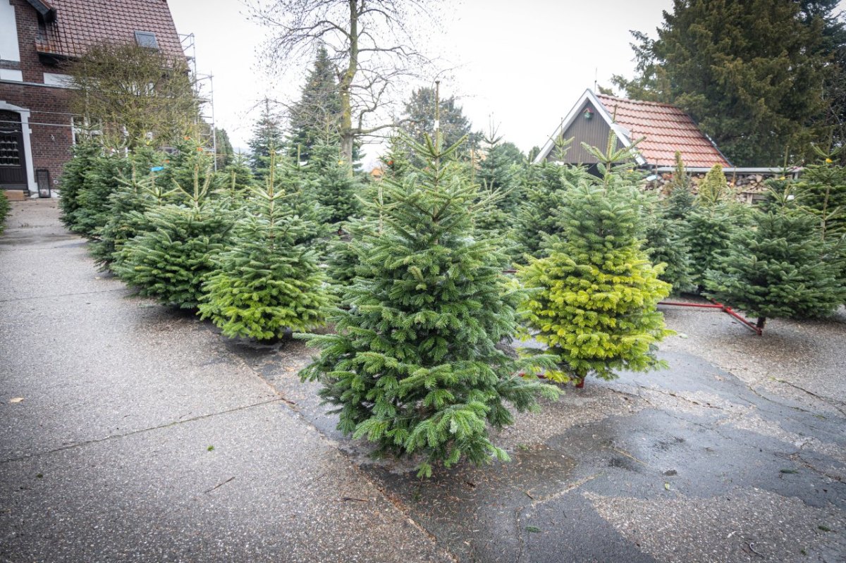 Tannenbaum1_IMAGO Rüdiger Wölk.jpg