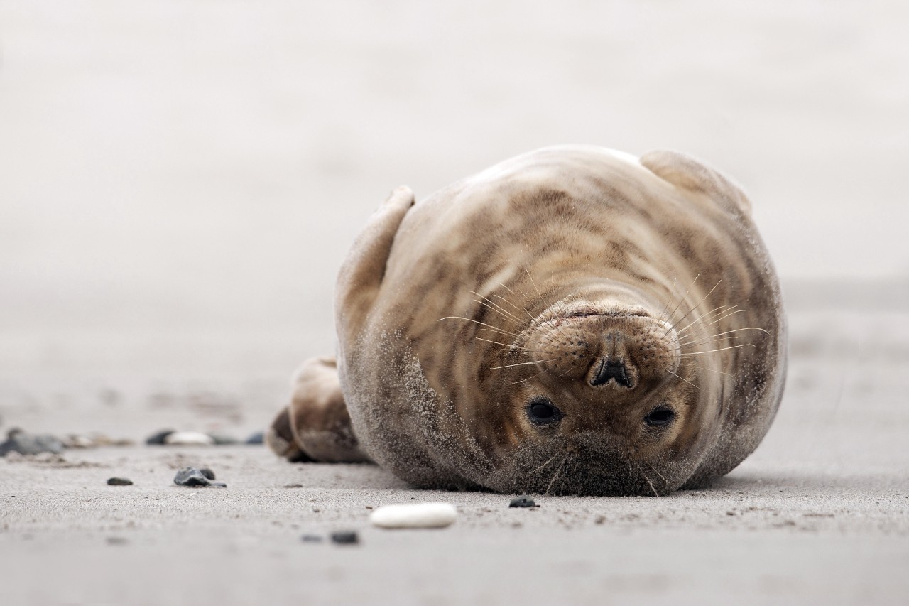 Nordsee: So putzig die Tiere aussehen, so gefährlich sind sie auch.