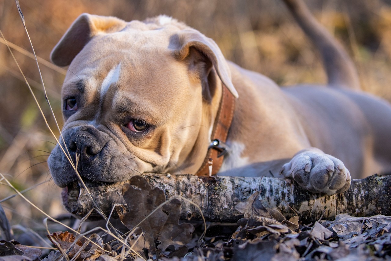 Noch ist nicht klar, um was für eine Bulldogge es sich handelt. 