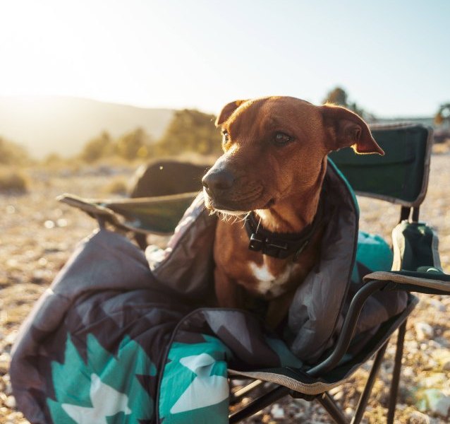 Camping Hund.jpg
