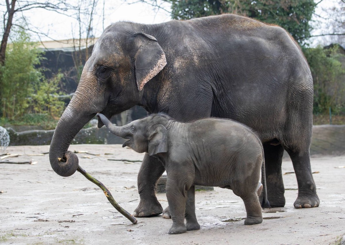 Elefant Hagenbeck Hamburg.jpg