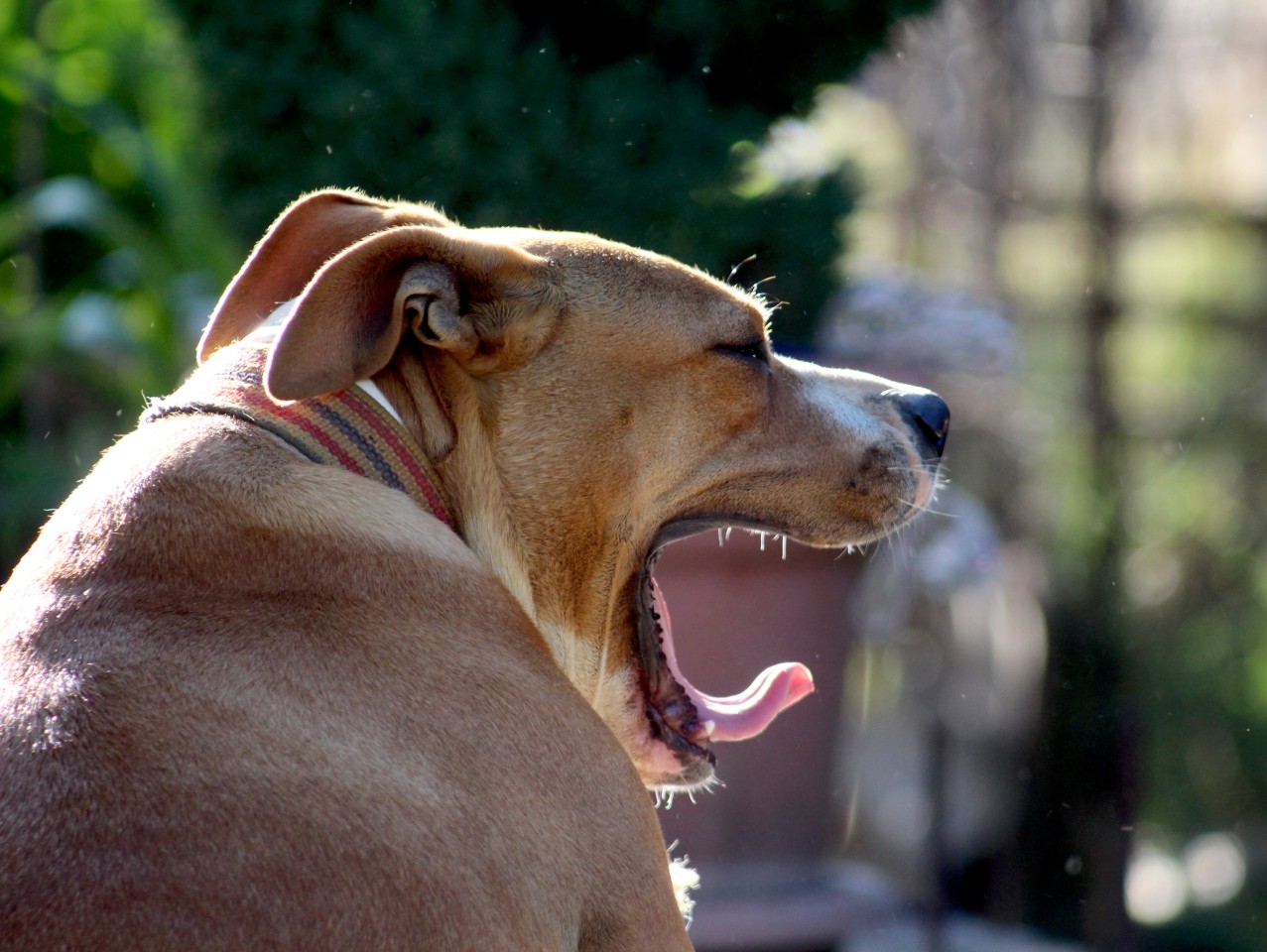 Ein Pitbull sorgte für fürchterliche Szenen in Hamburg (Symbolbild)