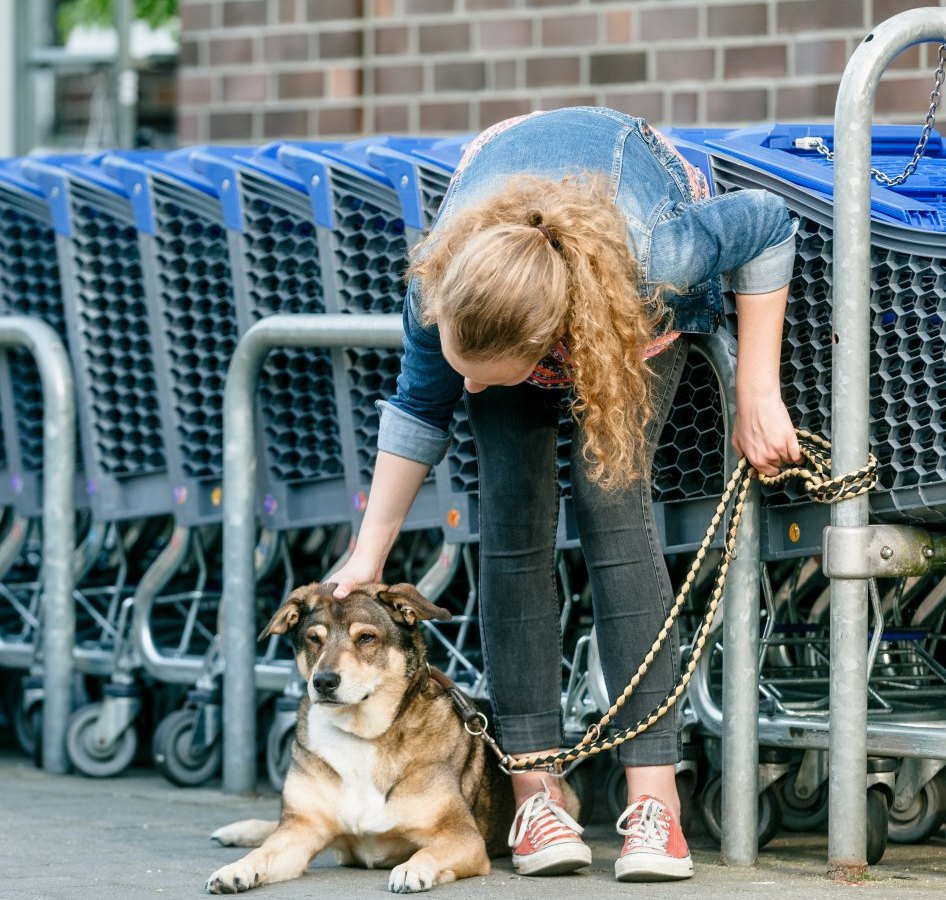 Hund in Kiel