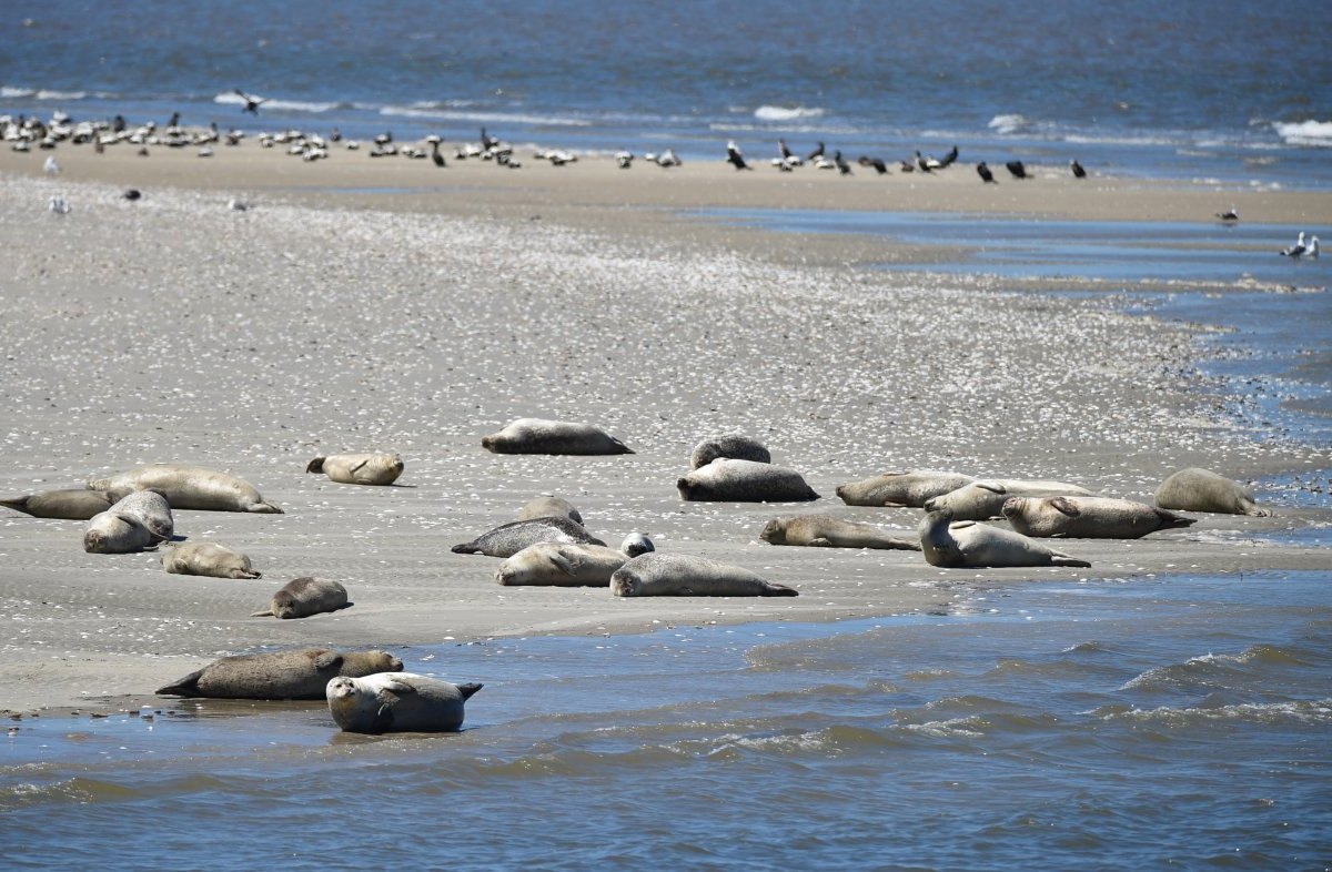 Nordsee Seehunde.jpg