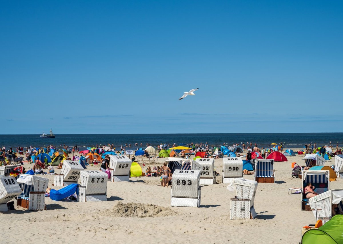 Nordsee Vögel.jpg