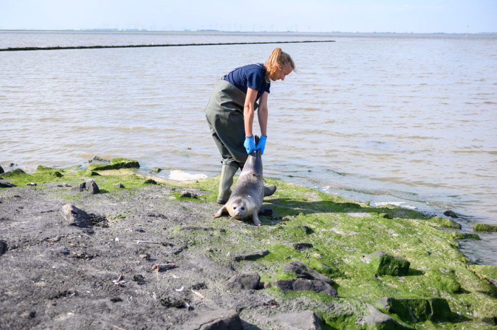 Robbe Paul Nordsee