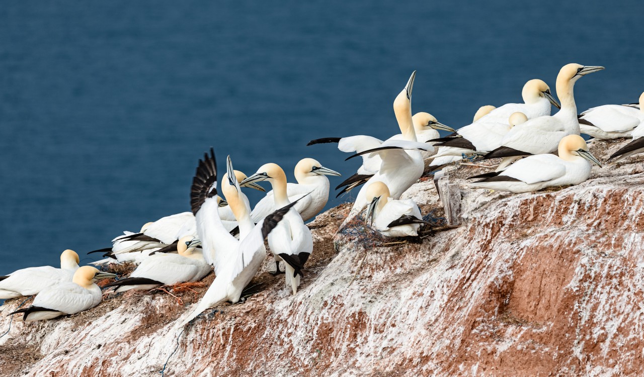 Helgoland ist bekannt für seine Basstölpel. Doch gerade scheinen sind jetzt in Gefahr. 