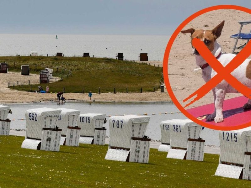 Büsum Strand Hund