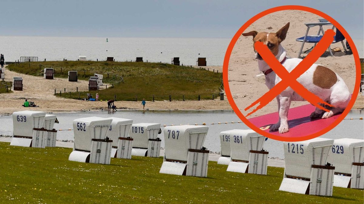 Büsum Strand Hund