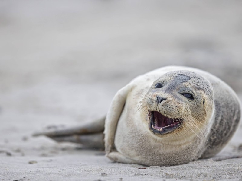 Sylt