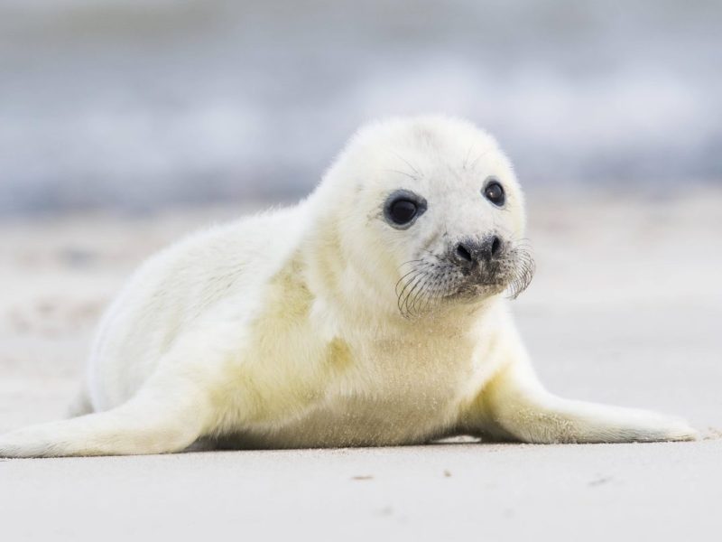 Nordsee Baby-Kegelrobbe