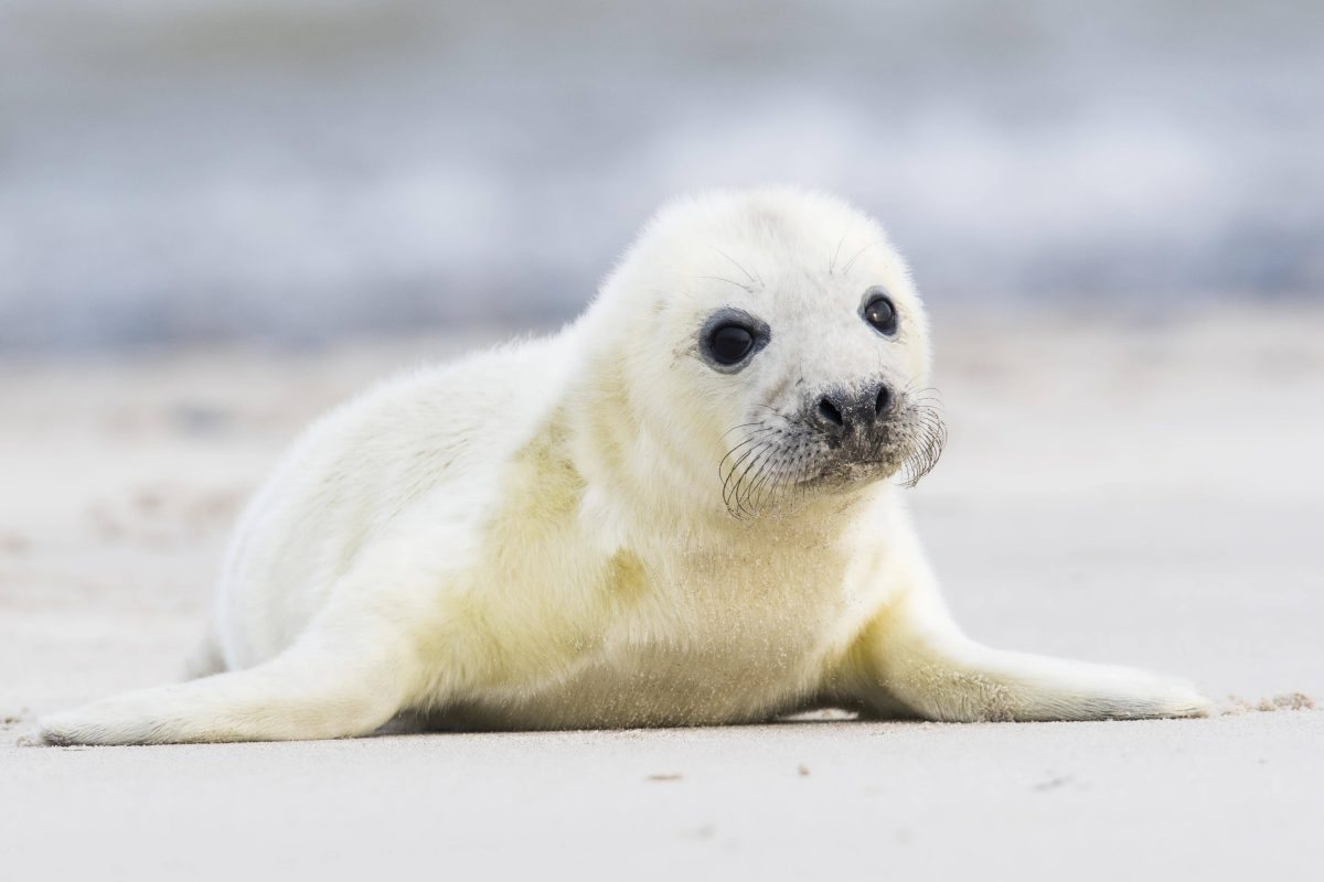 Nordsee Baby-Kegelrobbe