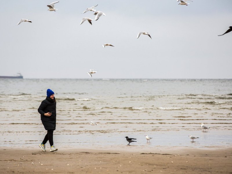 Nordsee Vögel.jpg
