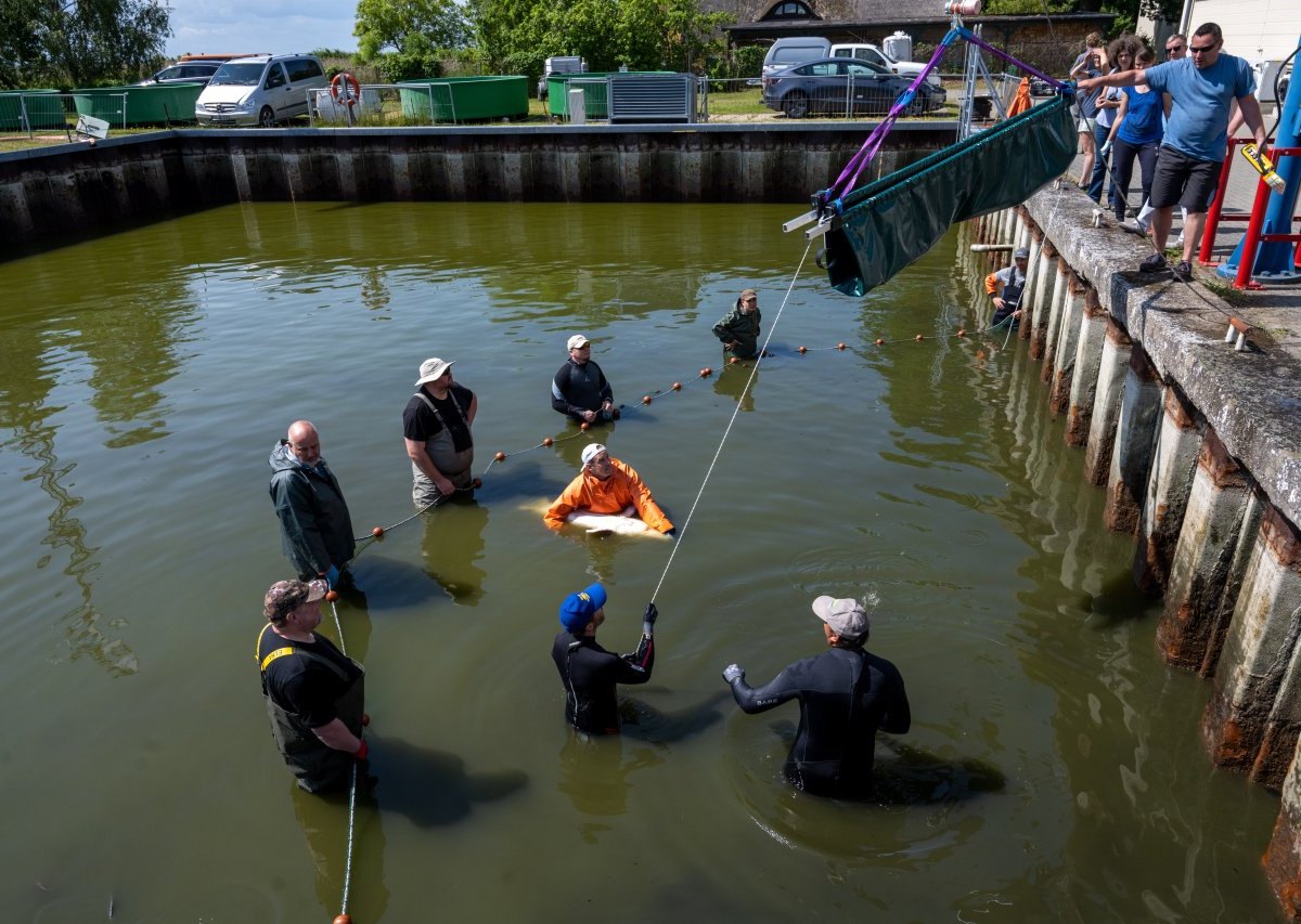 Ostsee: Mitarbeiter des Institut für Fischerei der Landesforschungsanstalt für Landwirtschaft und Fischerei Mecklenburg-Vorpommern (LFA MV) fischen auf dem Gelände der Forschungsstation.