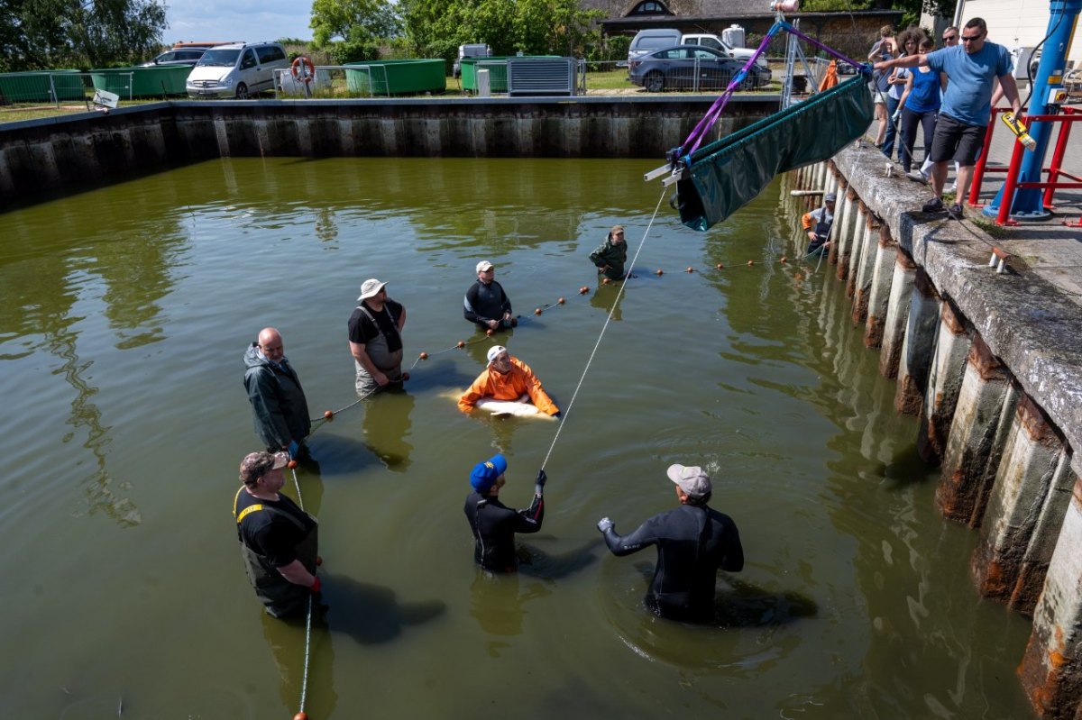 Ostsee: Mitarbeiter des Institut für Fischerei der Landesforschungsanstalt für Landwirtschaft und Fischerei Mecklenburg-Vorpommern (LFA MV) fischen auf dem Gelände der Forschungsstation.