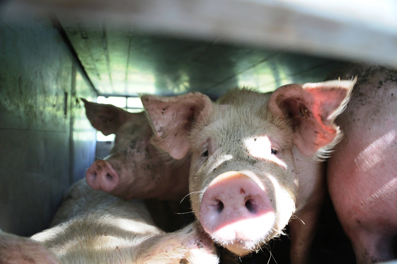 600 Schweine sollen laut Polizeibericht an Bord des LKW gewesen sein.