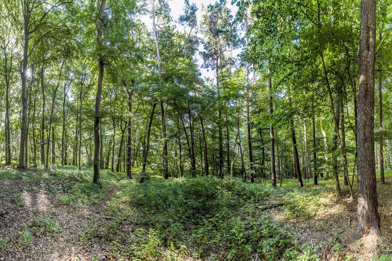 Ein Waldstück auf Usedom. Gerade in Wäldern ist es besonders gefährlich...