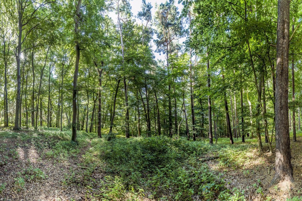 Usedom Wald.jpg