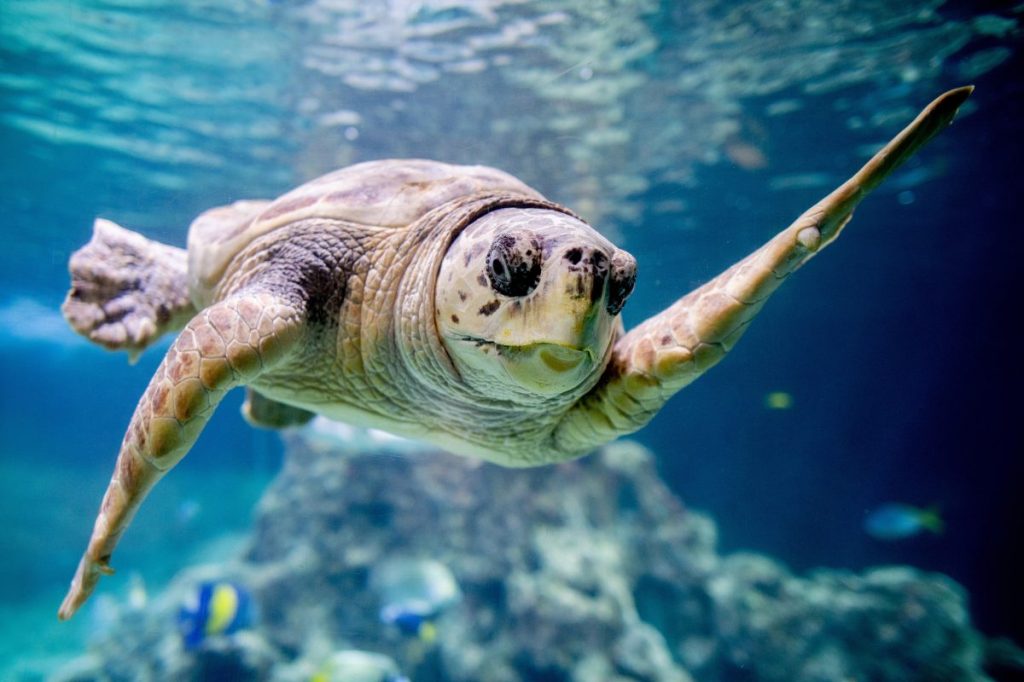 Gestatten: Poldi aus Büsum, die Unechte Karettschildkröte