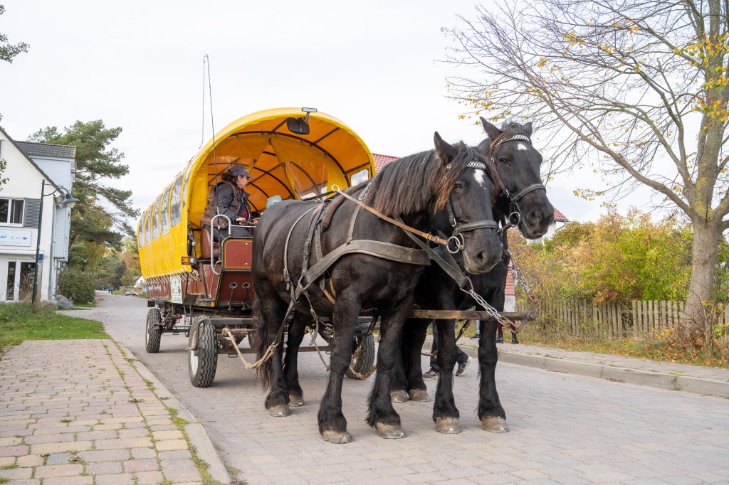 In Krisenzeiten hat die Kutsche Konjunktur auf Hiddensee!