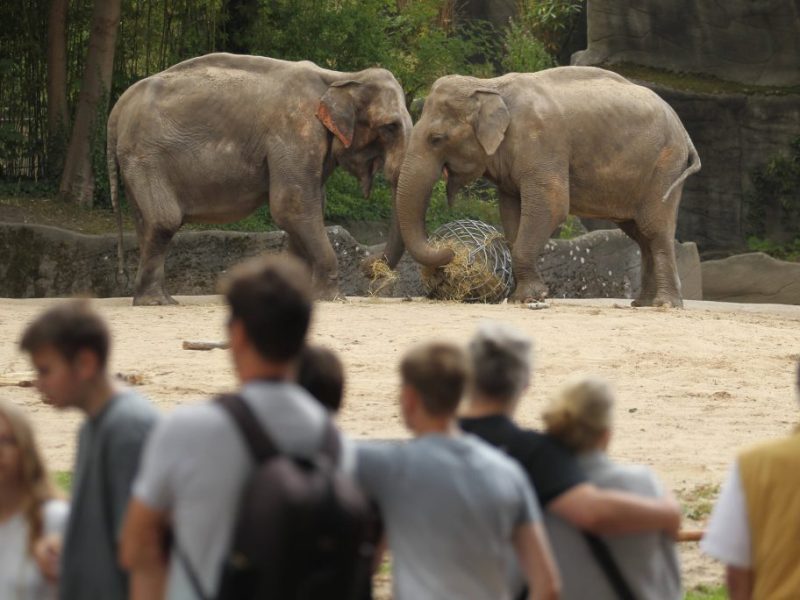 Tierpark Hagenbeck: Diesen geheimen Trick kennen die Wenigsten – und er hat es in sich