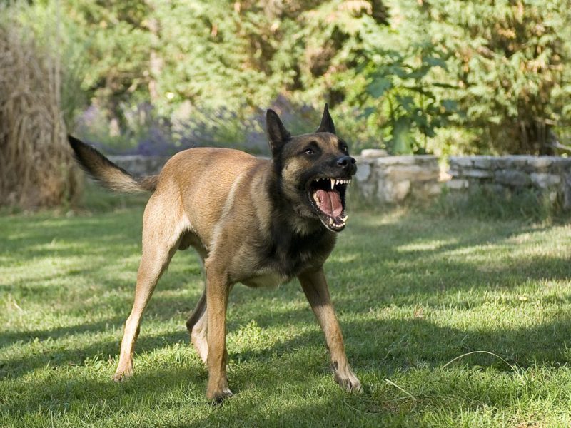 Hund beißt