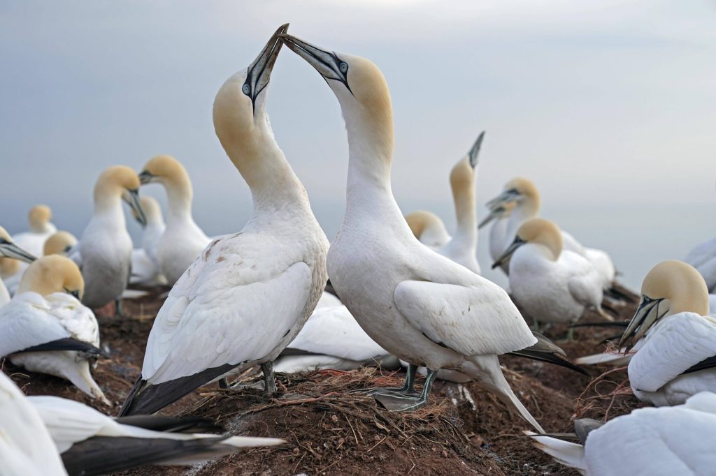 Helgoland