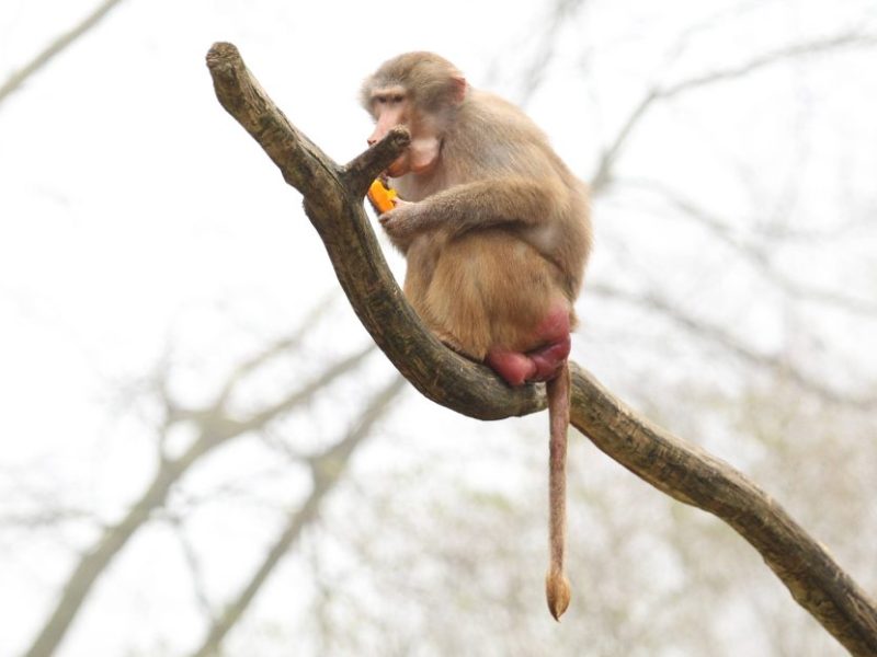 Tierpark Hagenbeck