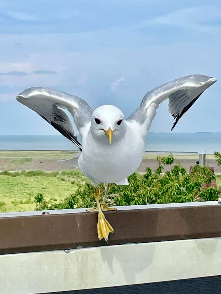 Möwe an der Nordsee