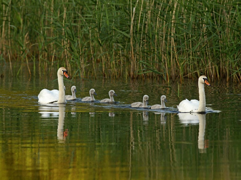 Schwanenfamilie