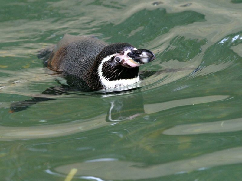 Zoo Rostock