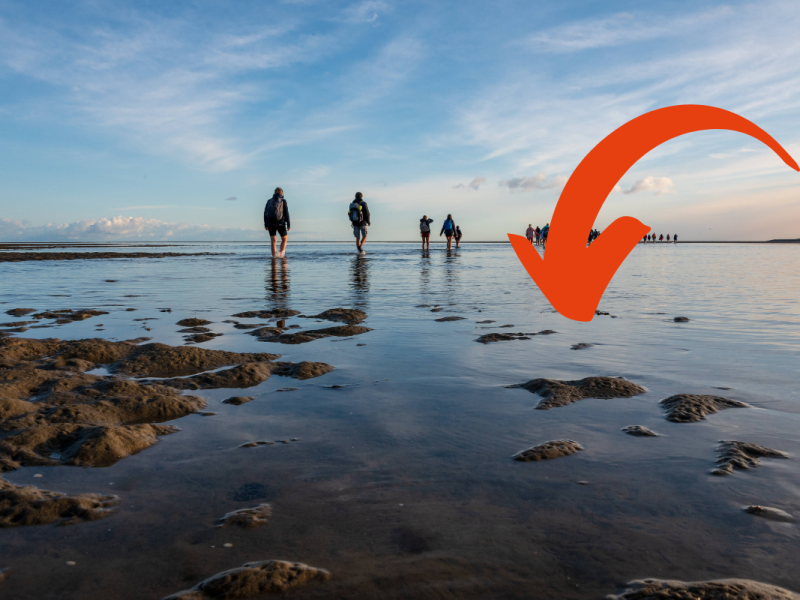 Im Watt an der Nordsee verstecken sich viele Schätze.