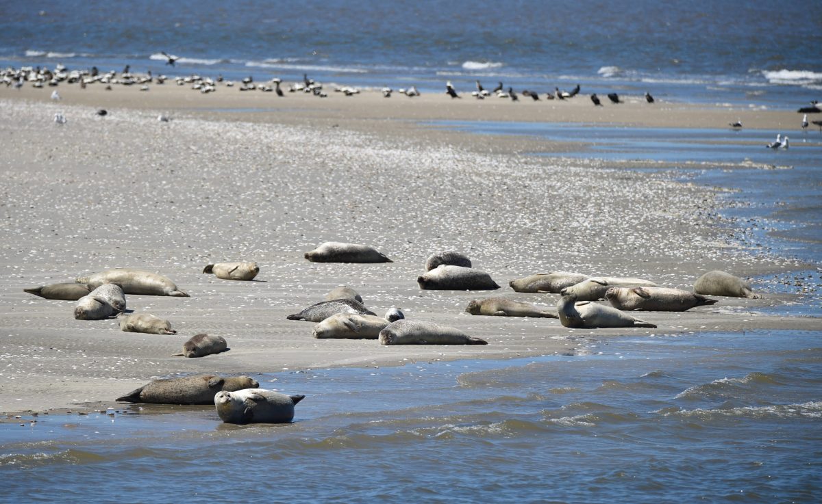 Seehunde in die Nordsee ausgewildert.