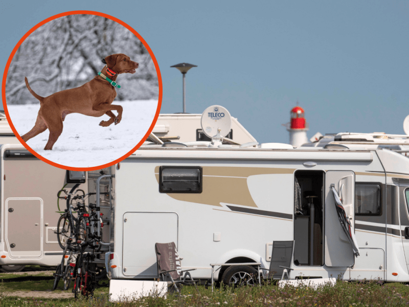 Hundebesitzer sorgen für Ärger auf dem Camping-Platz.
