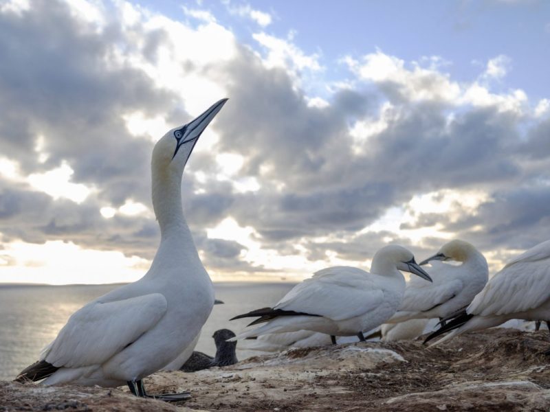 Schockierende Bilder von der Nordsee-Insel Helgoland